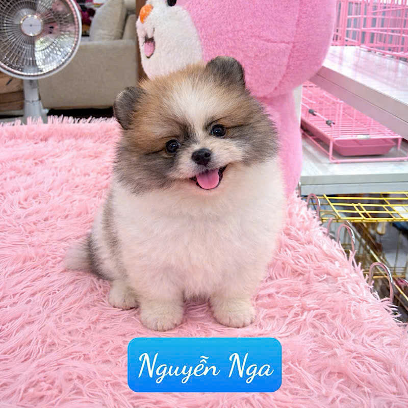 Kinh Nghiệm Chọn Chó Phốc Sóc Đẹp Chuẩn – Tránh Mua Nhầm Chó Lai